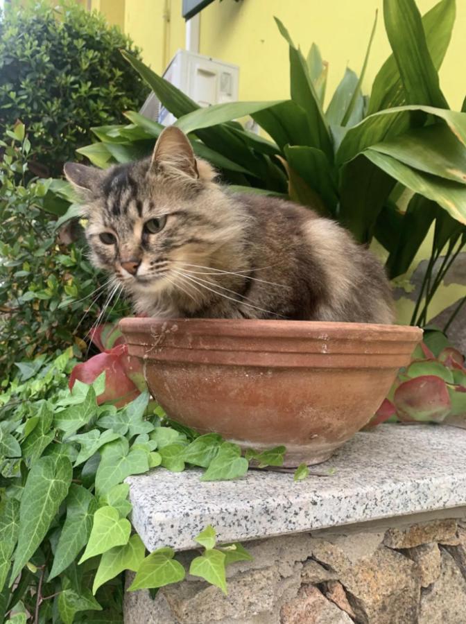 Lovely Flat In Northern Sardinia 발레도리아 외부 사진